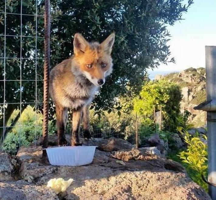 Sedini, la favola di Andreas: la volpe adottata dall’agriturismo 
