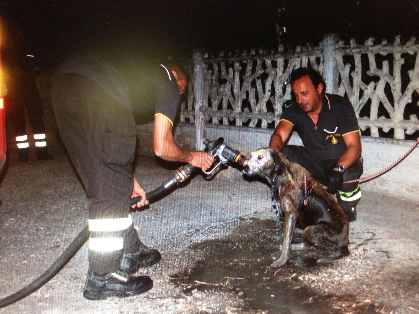 Cane cade in un canale: i vigili del fuoco lo salvano 