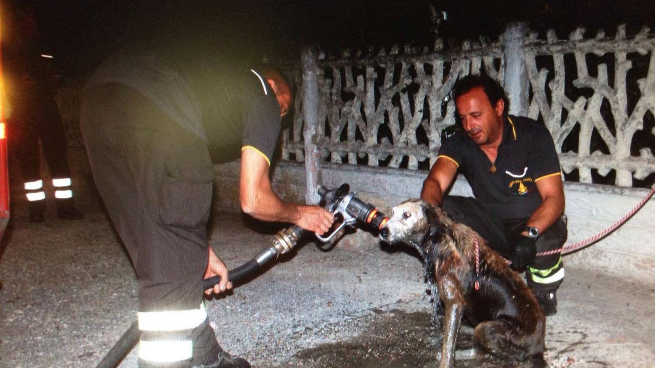 Cane cade in un canale: i vigili del fuoco lo salvano