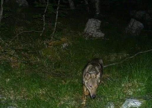 Un branco di lupi spaventa l'Alta Versilia