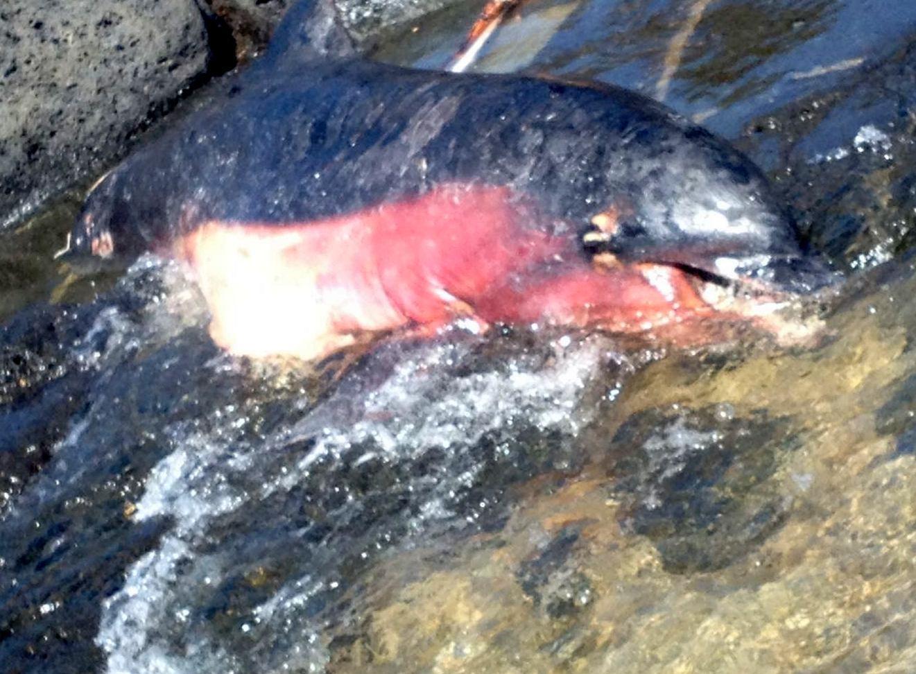 Il delfino trovato morto nella costa di Orosei