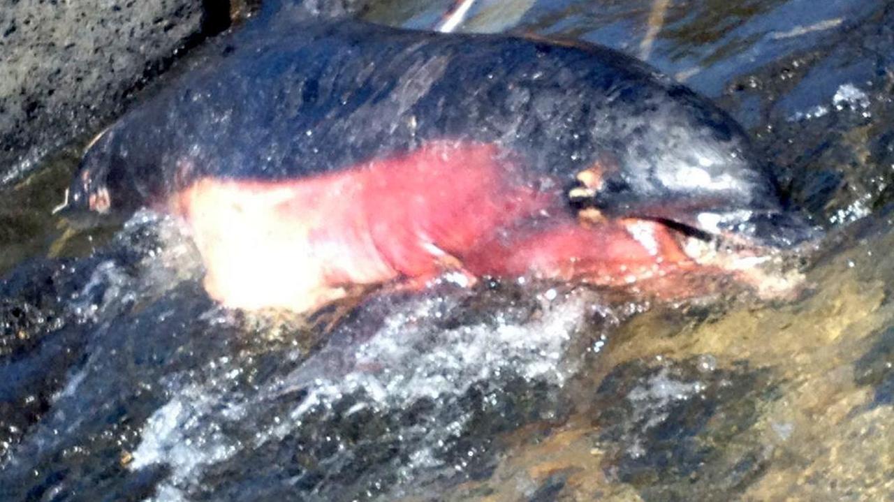 Il delfino trovato morto nella costa di Orosei