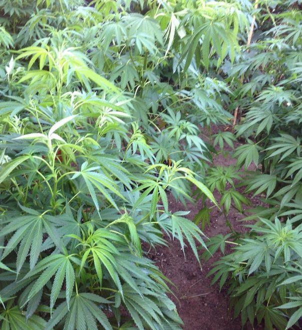  Lega contro la legalizzazione «Coltivare marijuana? No» 