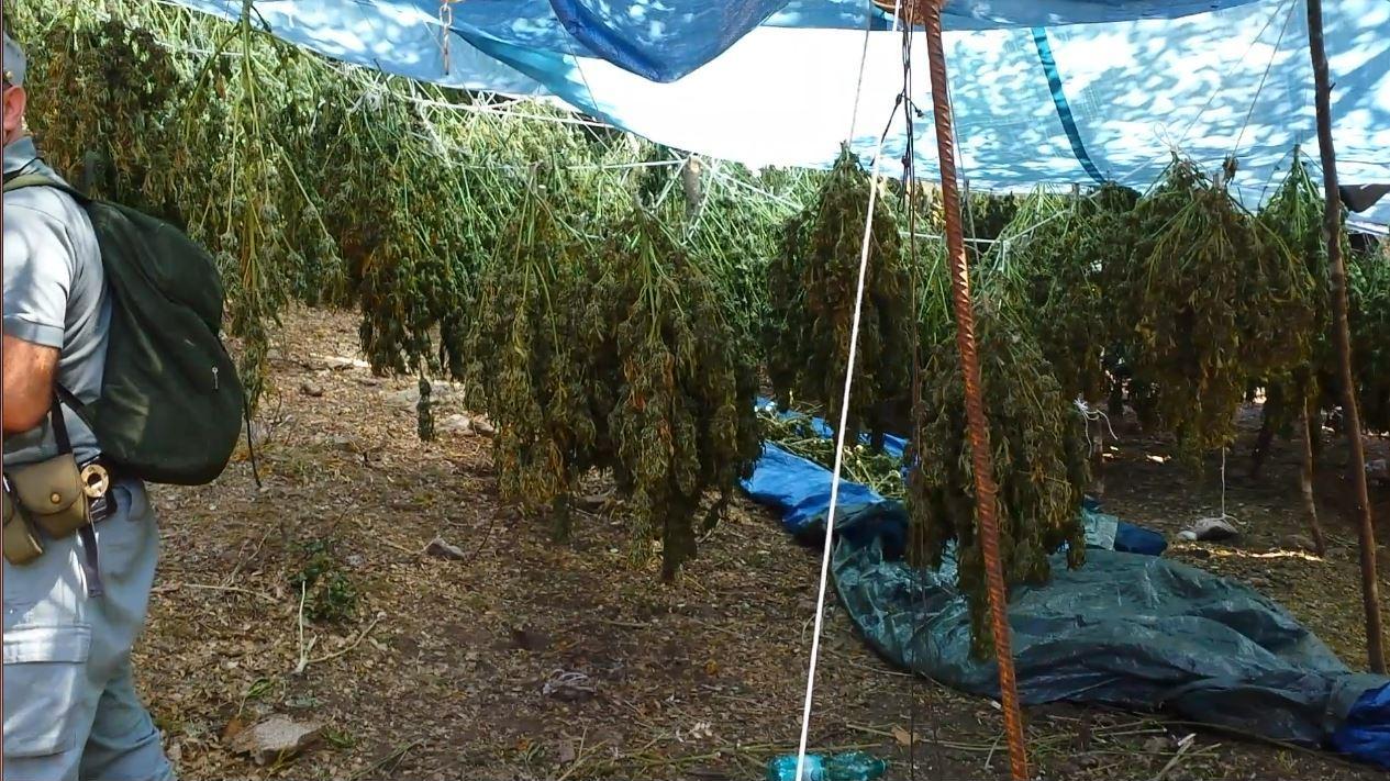Pattada, scoperta maxi piantagione di marijuana: sequestrate 1500 piante 