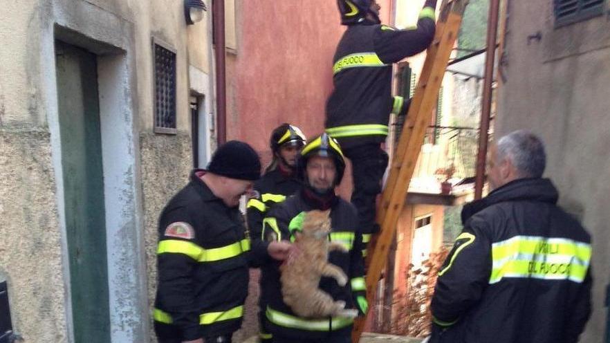 Gattino salvato dai vigili del fuoco
