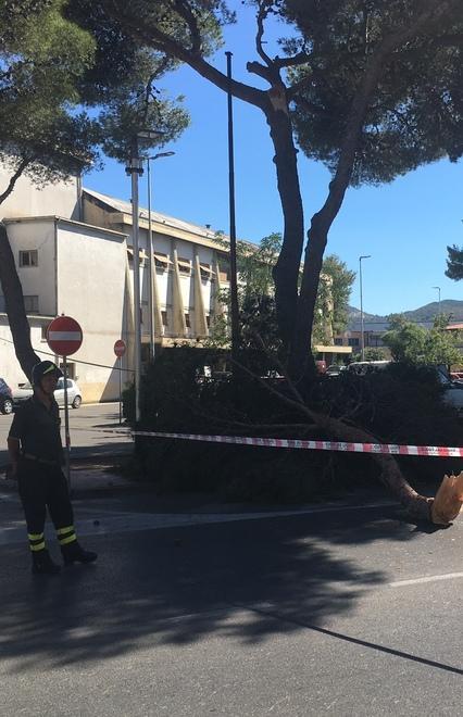 Ramo di pino cade su un cavo dell’Enel 