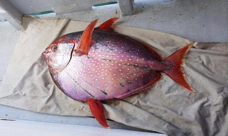 Catturato un pesce Re di 42 chili