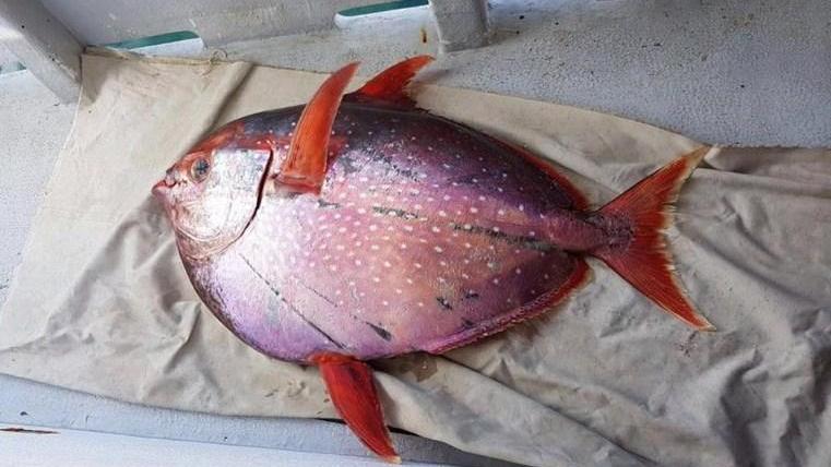 Catturato un pesce Re di 42 chili