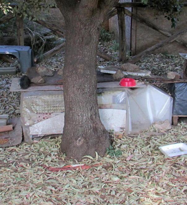 Il Comune cerca gestori per le colonie feline del Golfo