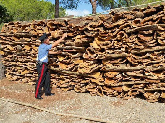 Furto di sughero alle Bandite, denunciati 