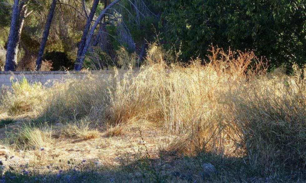 Pericolo di incendi a Baddimanna