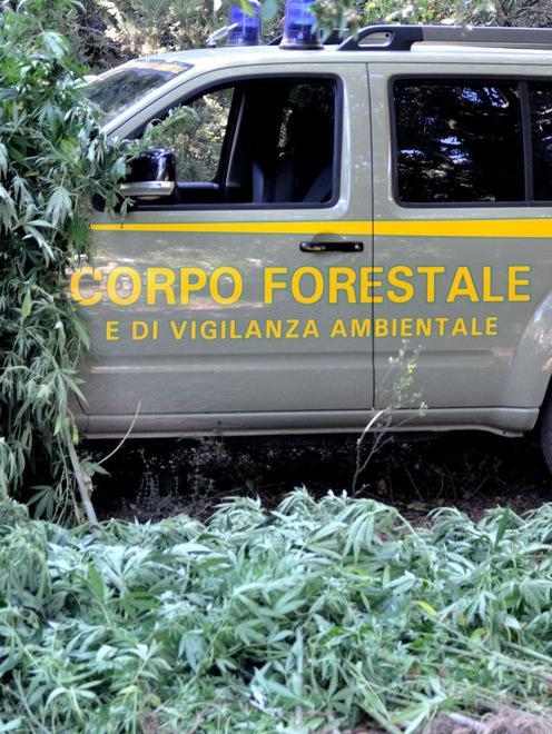 Produttore di cannabis in trasferta 