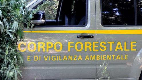 Produttore di cannabis in trasferta