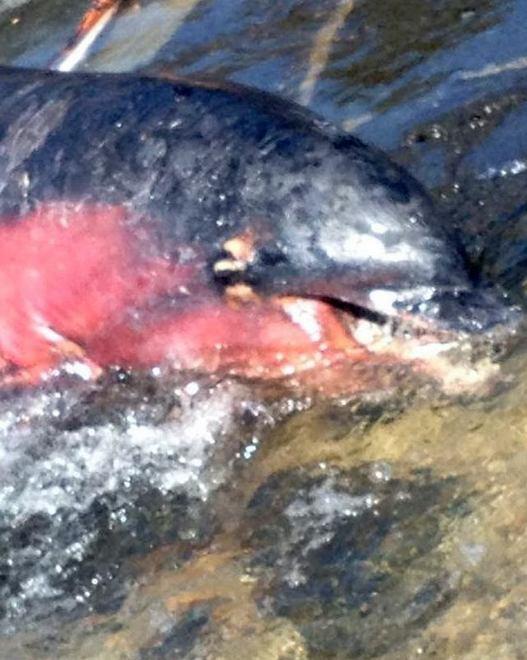 Un altro delfino morto al largo di Orosei