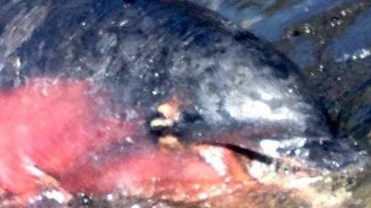 Un altro delfino morto al largo di Orosei