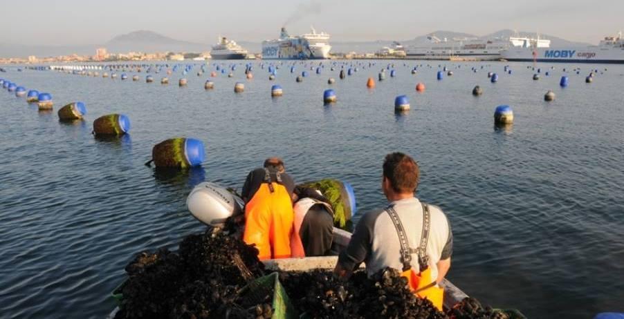 Le concessioni per le cozze ferme in Regione da 1 anno 
