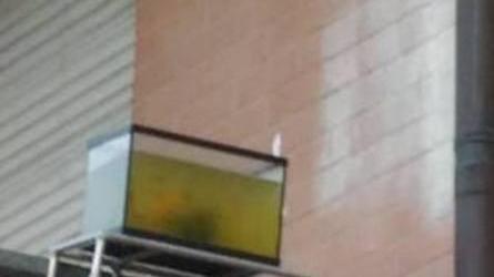 Vigili salvano il pesce rosso