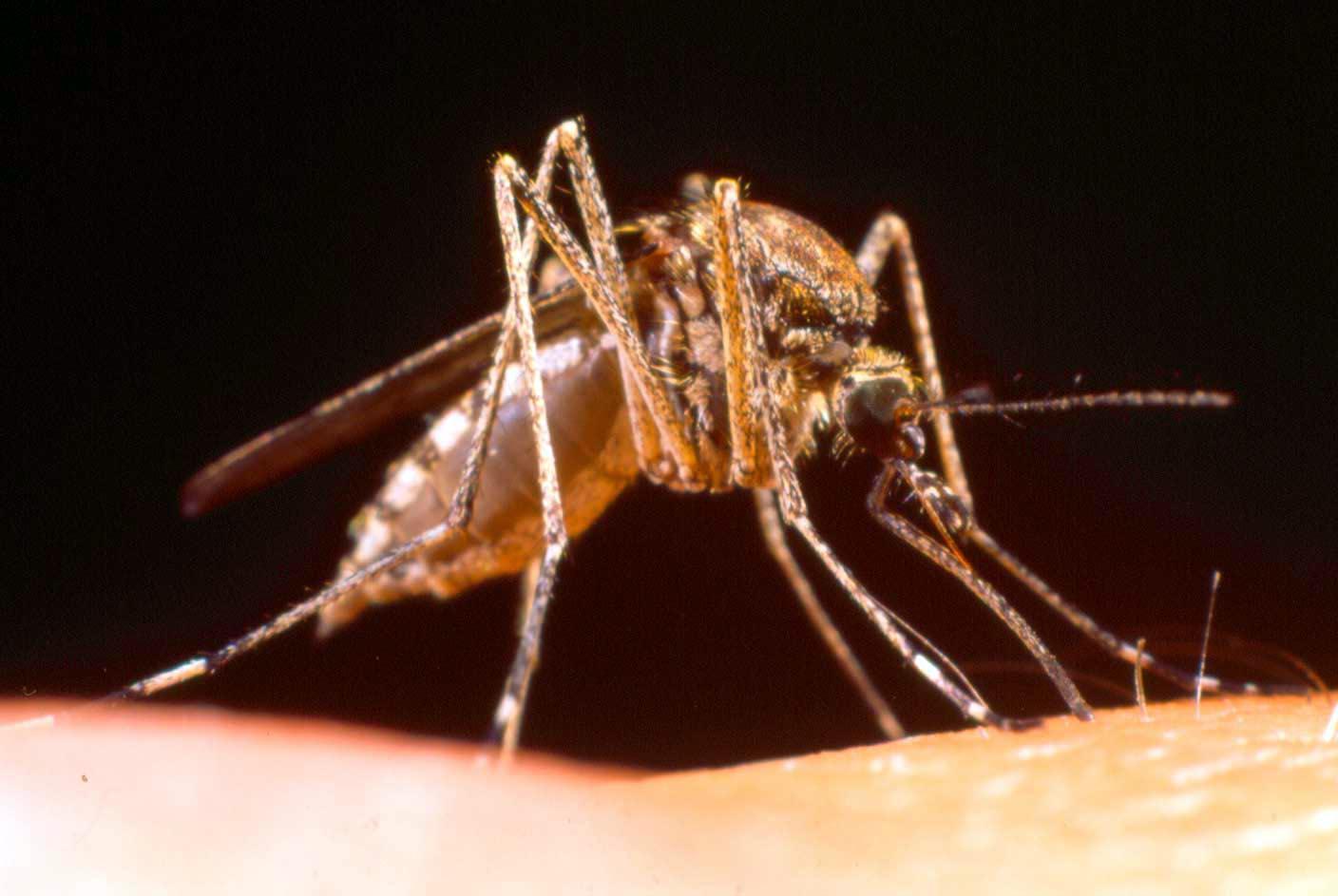 West Nile, infetto uno sciame su ottanta 