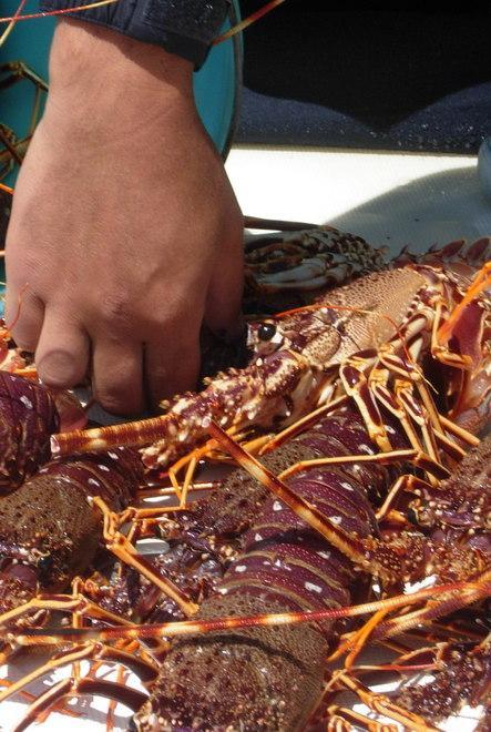 Bruno e Pd uniti per difendere la pesca di aragoste