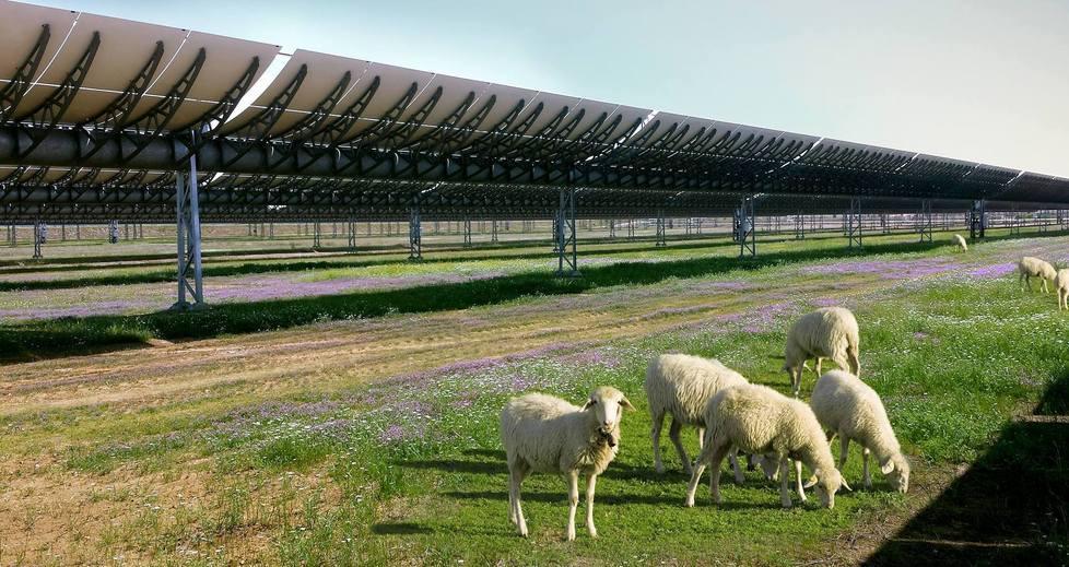 Mega impianto solare, la rivolta della Barbagia 