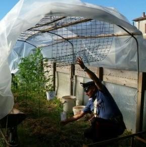Diciannove piante di marijuana nella serra: arrestato