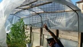 Diciannove piante di marijuana nella serra: arrestato