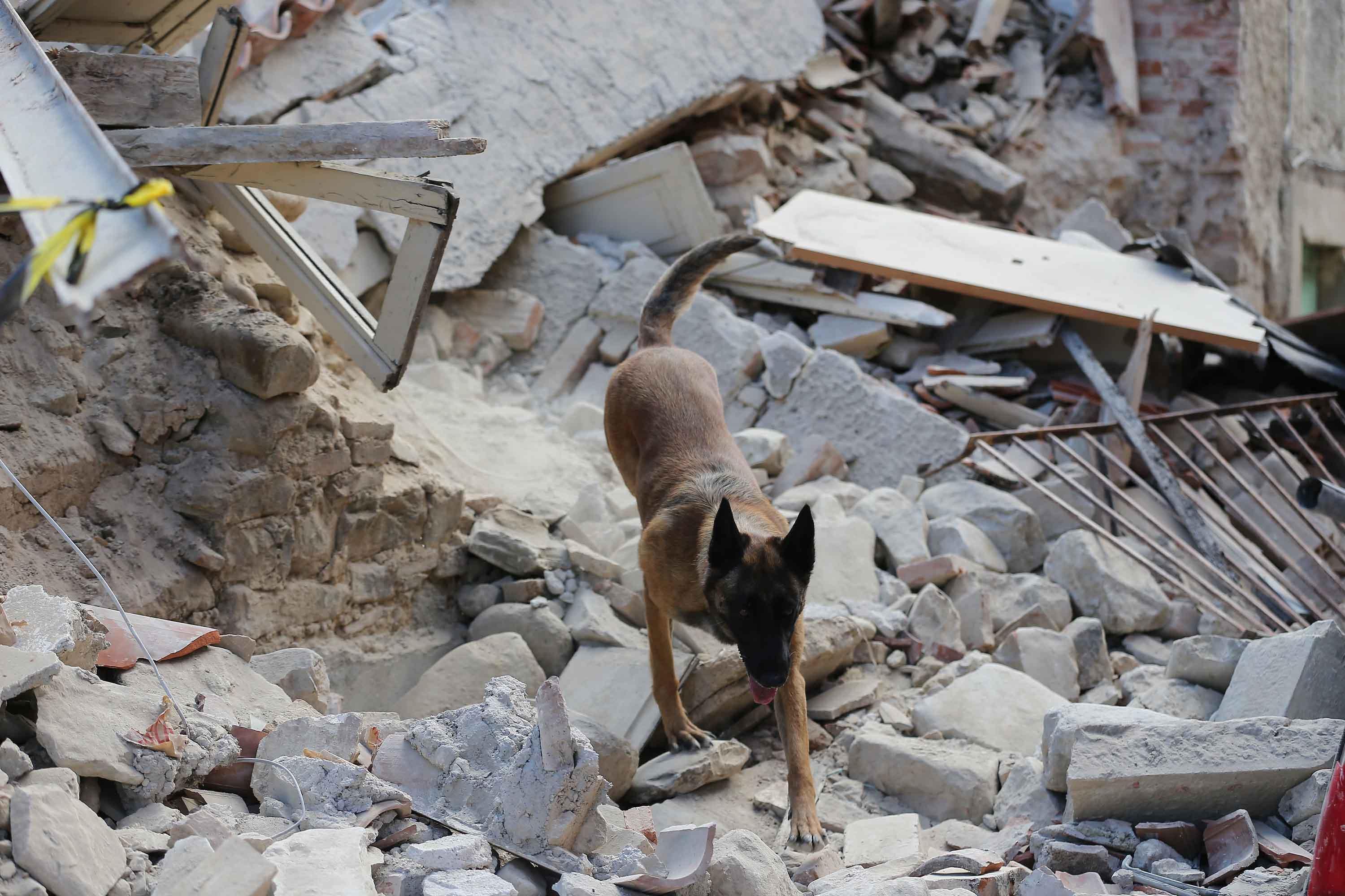 Un cane delle unità cinofile alla ricerca di vittime e superstiti