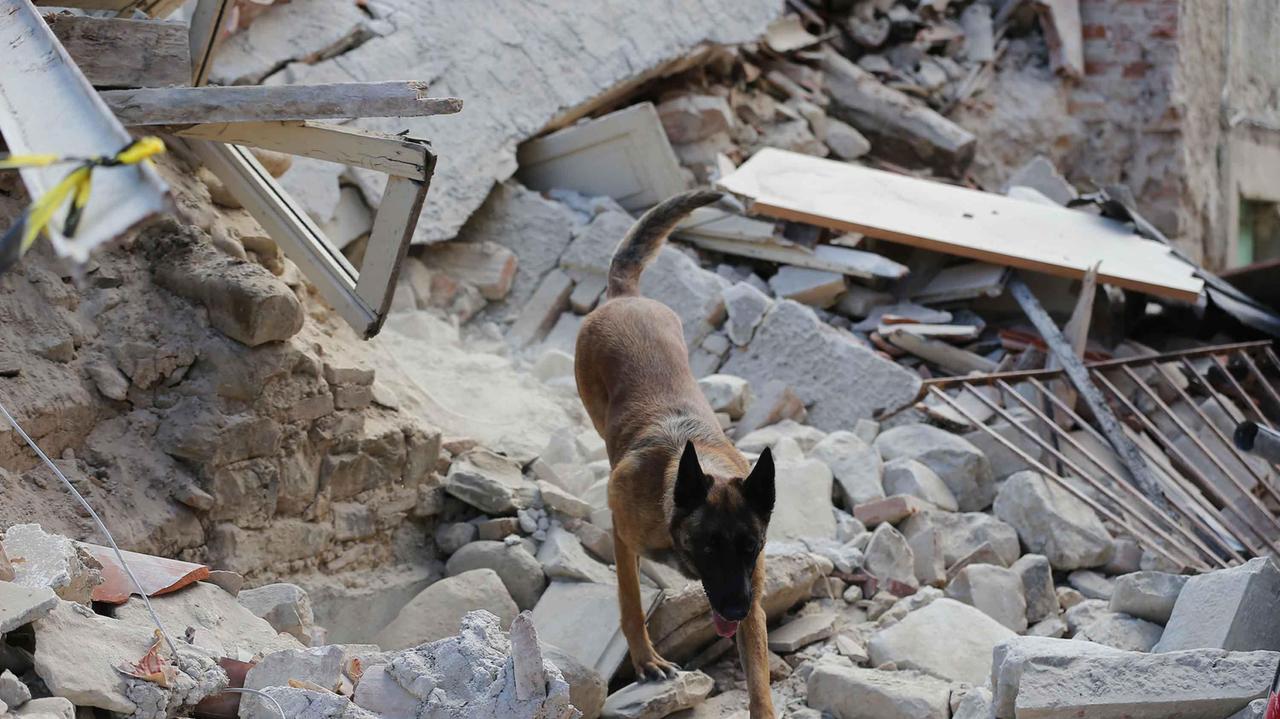 Un cane delle unità cinofile alla ricerca di vittime e superstiti