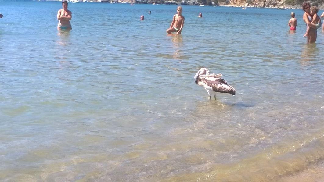 Il fenicottero sulla spiaggia di Lacona