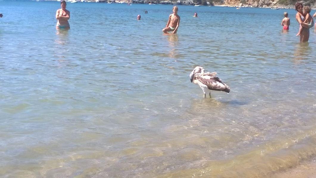 Il fenicottero sulla spiaggia di Lacona