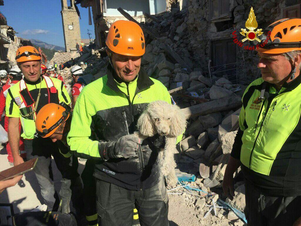 Il cane salvato dalle macerie dai vigili dle fucoo di Livorno 