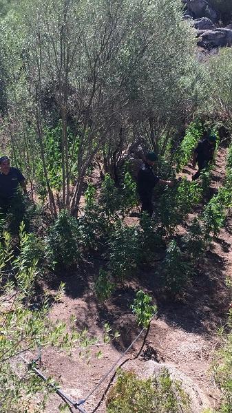 La piantagione di marijuna scoperta nelle campagne di Oschiri