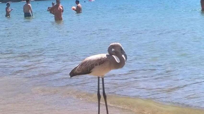 Soccorso giovane fenicottero arrivato in volo sulla spiaggia