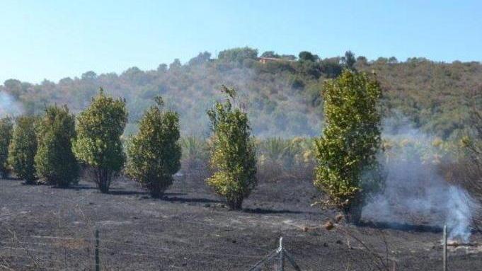 Quaranta varietà di fichi da buttare