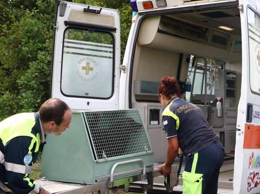 Il gattino nel cassonetto è morto di stenti