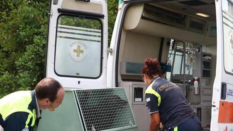 Il gattino nel cassonetto è morto di stenti