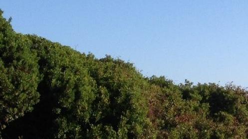 Monte Pizzinnu invaso dai rifiuti