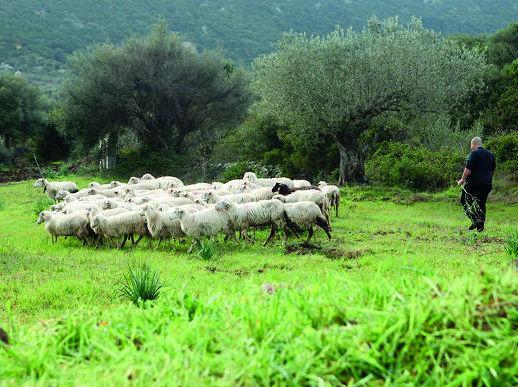 Comparto ovino, una rete contro la crisi 