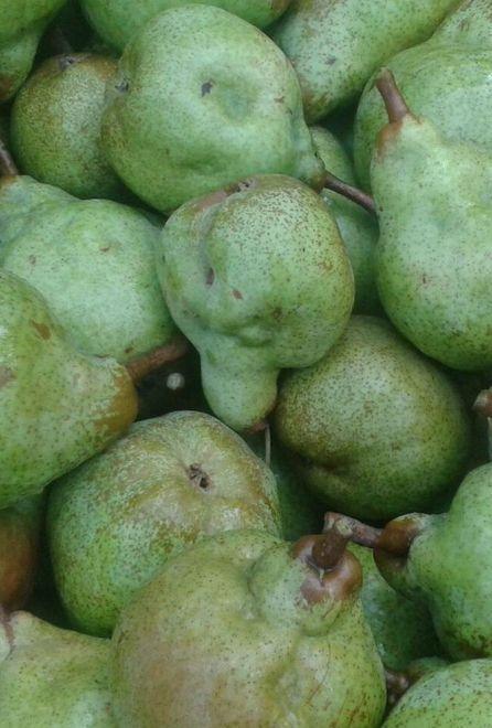 Allarme di Confagricoltura: «Frutta massacrata dalla cimice asiatica» 