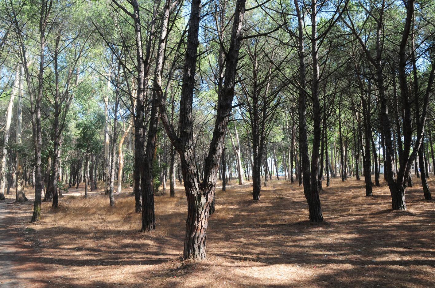La pineta di Torregrande