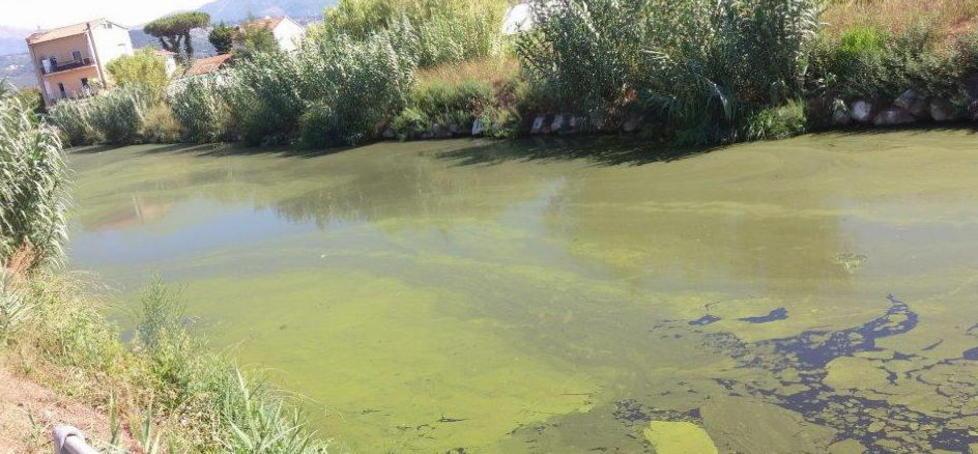 Tappeto di alghe nel Fosso Farabola 