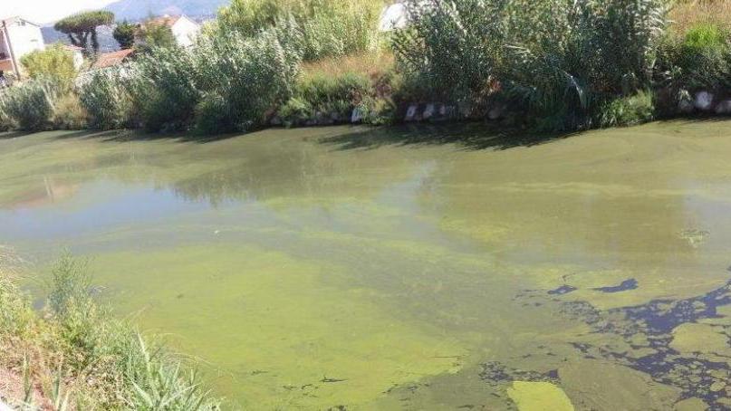 Tappeto di alghe nel Fosso Farabola