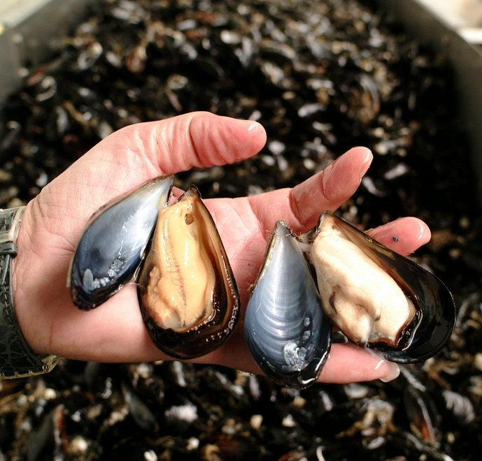 Pescatore di frodo fermato in porto con 12 chili di cozze