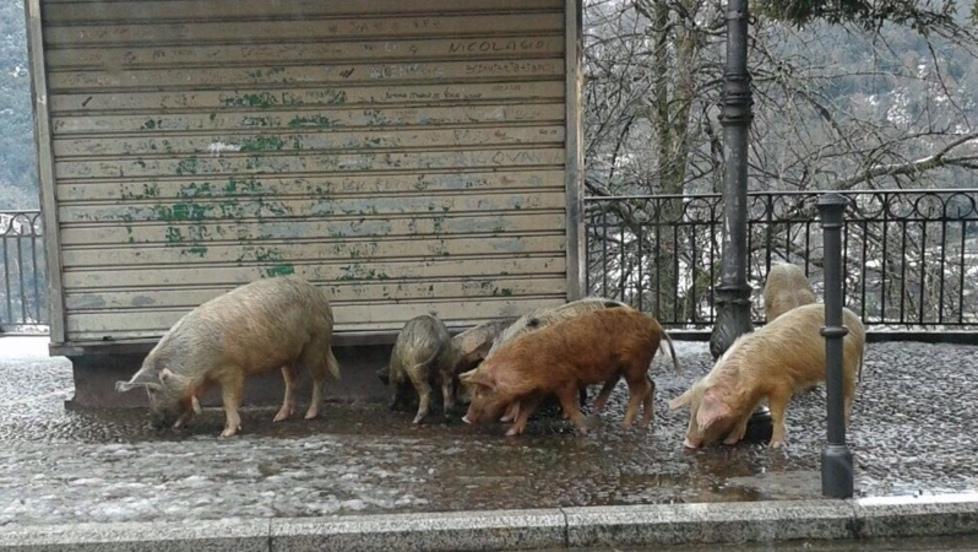 Desulo, l’indagato Littarru «Leggi sempre rispettate» 