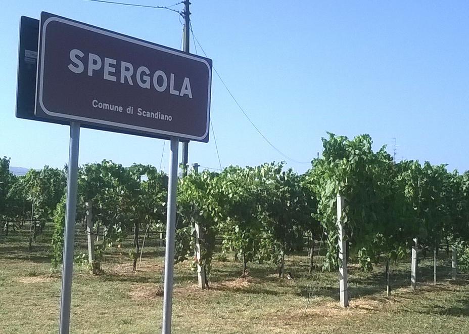 Spergola, il bianco collinare punta ai mercati europei 