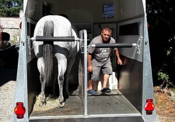 Albinea, cavallo in fuga al galoppo sulla provinciale 