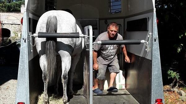 Albinea, cavallo in fuga al galoppo sulla provinciale