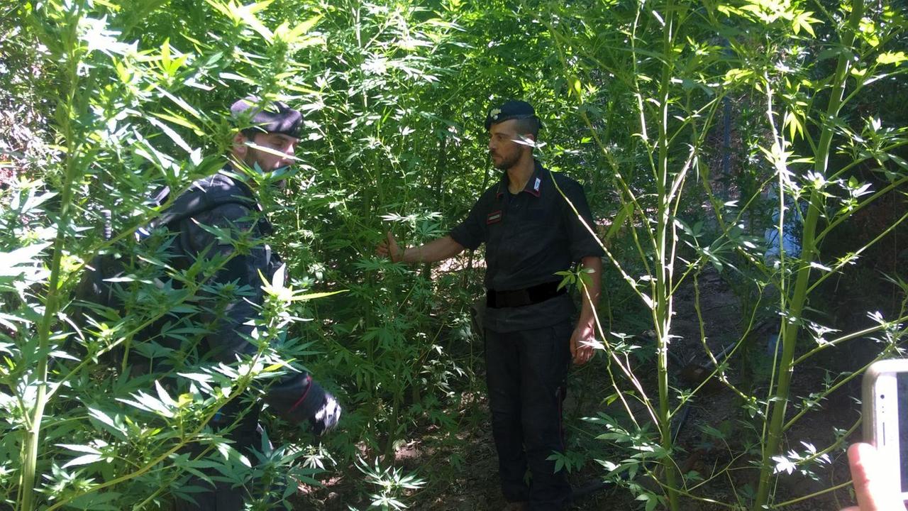 Coltivava 150 piante di cannabis a Solanas: arrestato