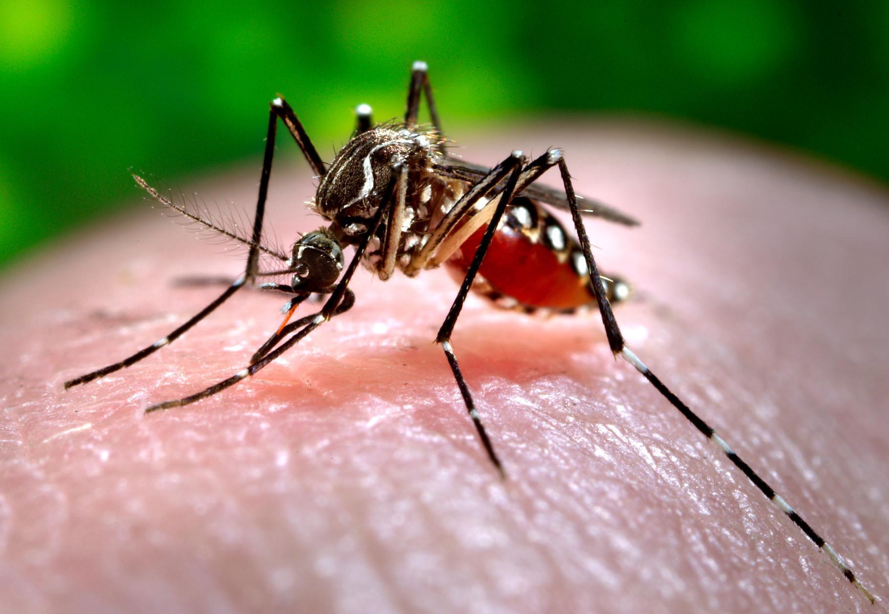 Emilia Romagna: West Nile, infetto uno sciame su trenta