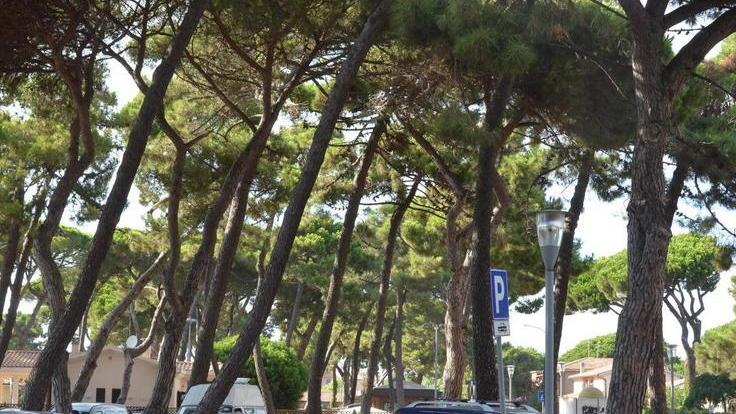 Dà fuoco agli aghi di pino Denunciato dai carabinieri